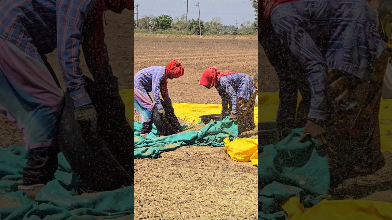 Farm Work👨&zwj;🌾 Indian farmers 🔥Farming gujarat #agriculture #satisfying #shot #farmer #farmlife