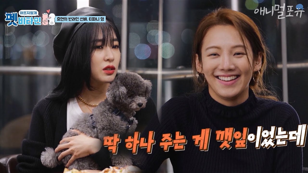 집순이 효연을 닮아 무기력해지는 반려견 '바바라'의 건강 상태는?  [펫 비타민] KBS 210121 방송