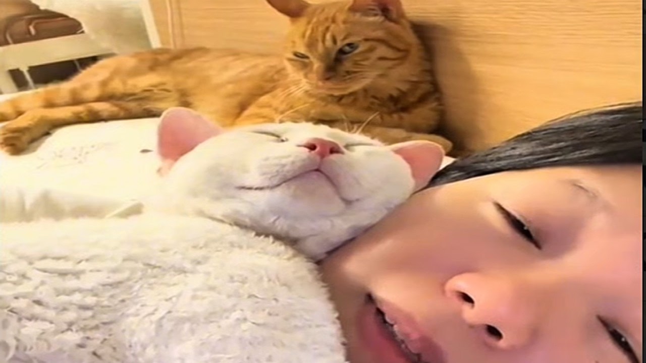 Sumpah Kocak! Oren Cemburu sampai menatap Sinis lihat kemesraan mamah dengan Utih/kompilasi kucing