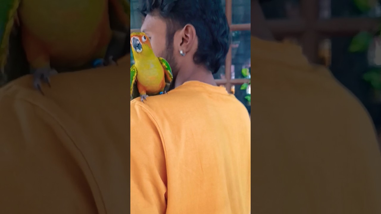 Tamed Sun Conure❤️🦜