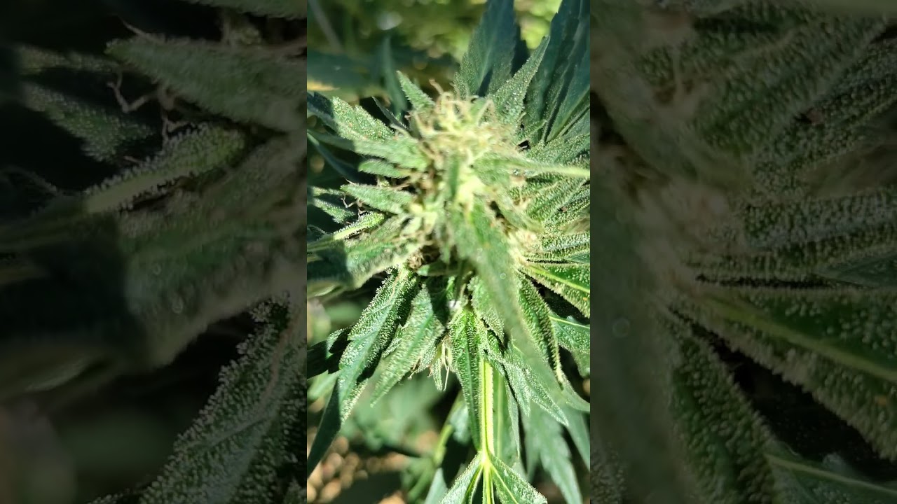 Grow Season 2021 (age Old Nutrients)