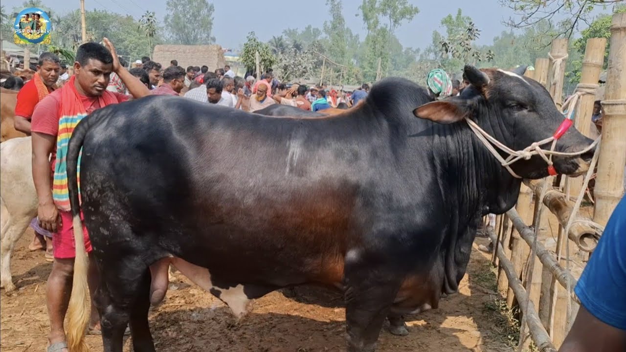 @ ১২/৩/২০২৬|| গরু নিয়ে মাথায় হাত?? খামার উপযোগী ষাঁড় গরুর দাম আমবাড়ী হাটে||