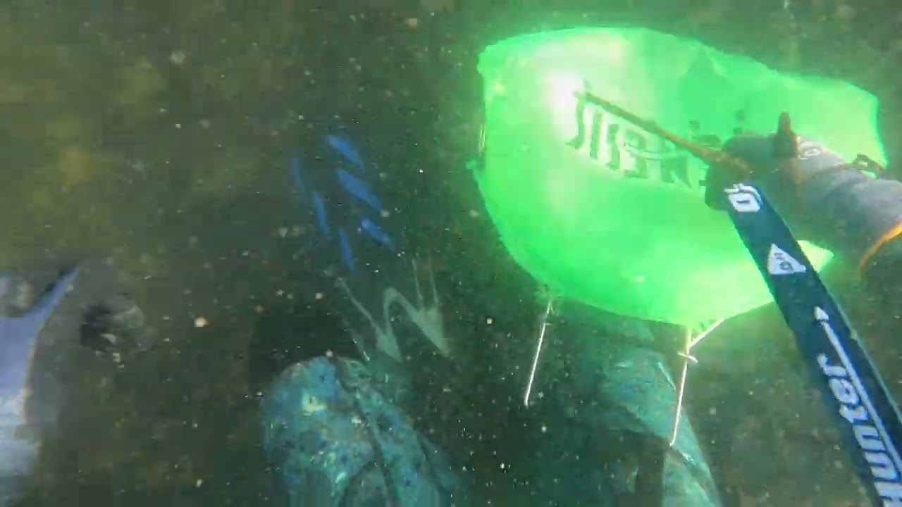 Morning Snorkel for Big Abalone - Perth, WA