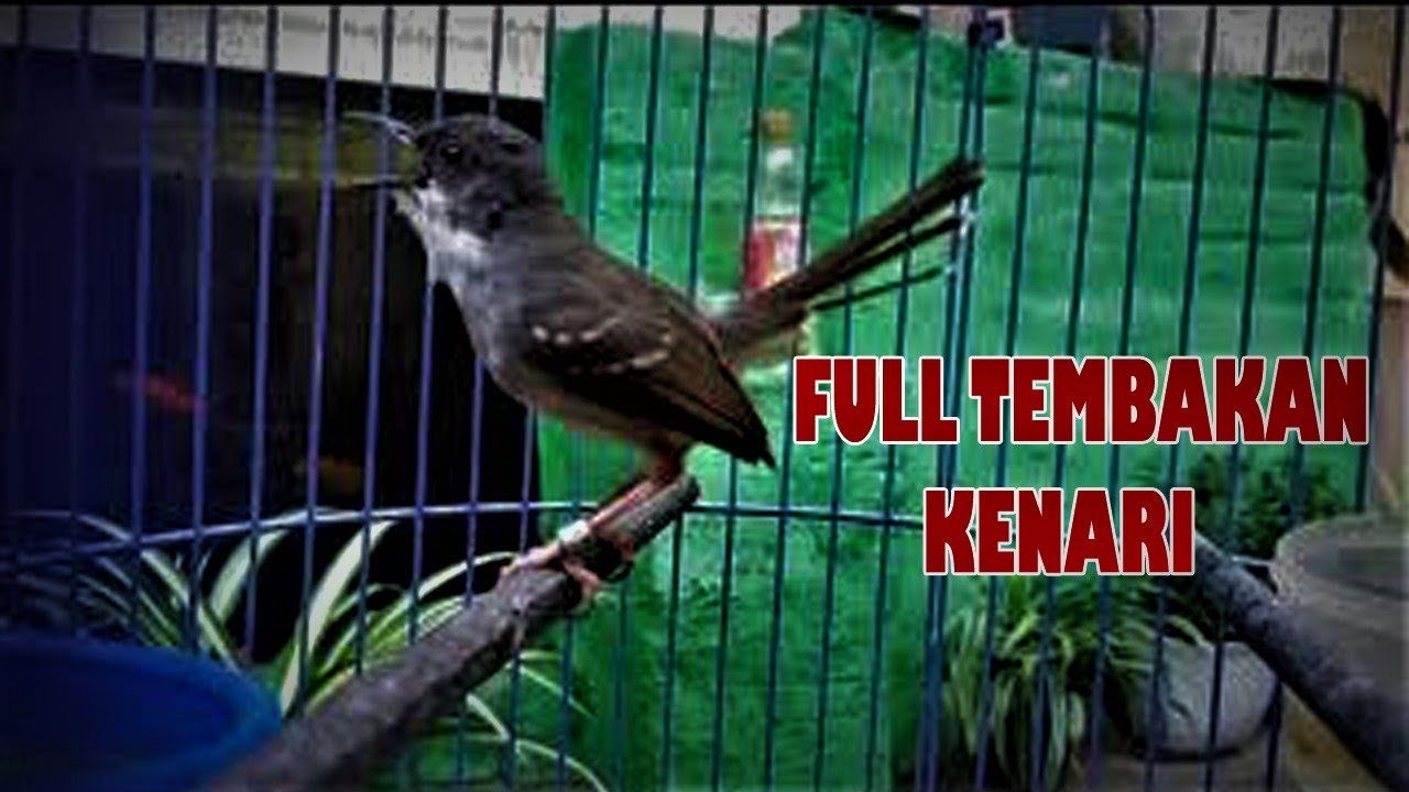 masteran Ciblek Mewah full isian kenari durasi 1jam nonstop