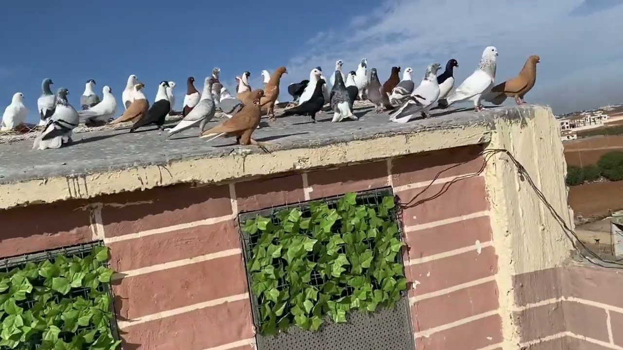 صيد صيد طير كوووم قوي مع ابو ناجي 🔥 وجواله كامله ع الزق والإنتاج