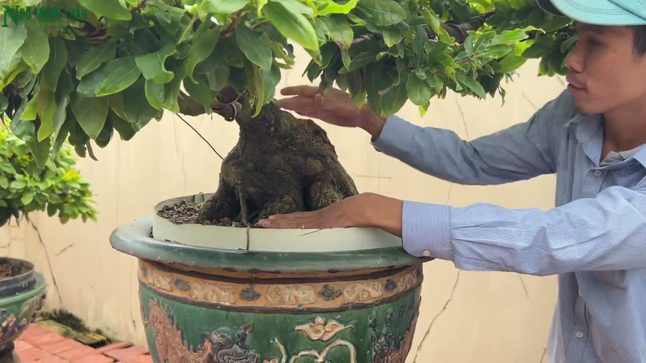 Thăm vườn mai bonsai Vip của chú Tri