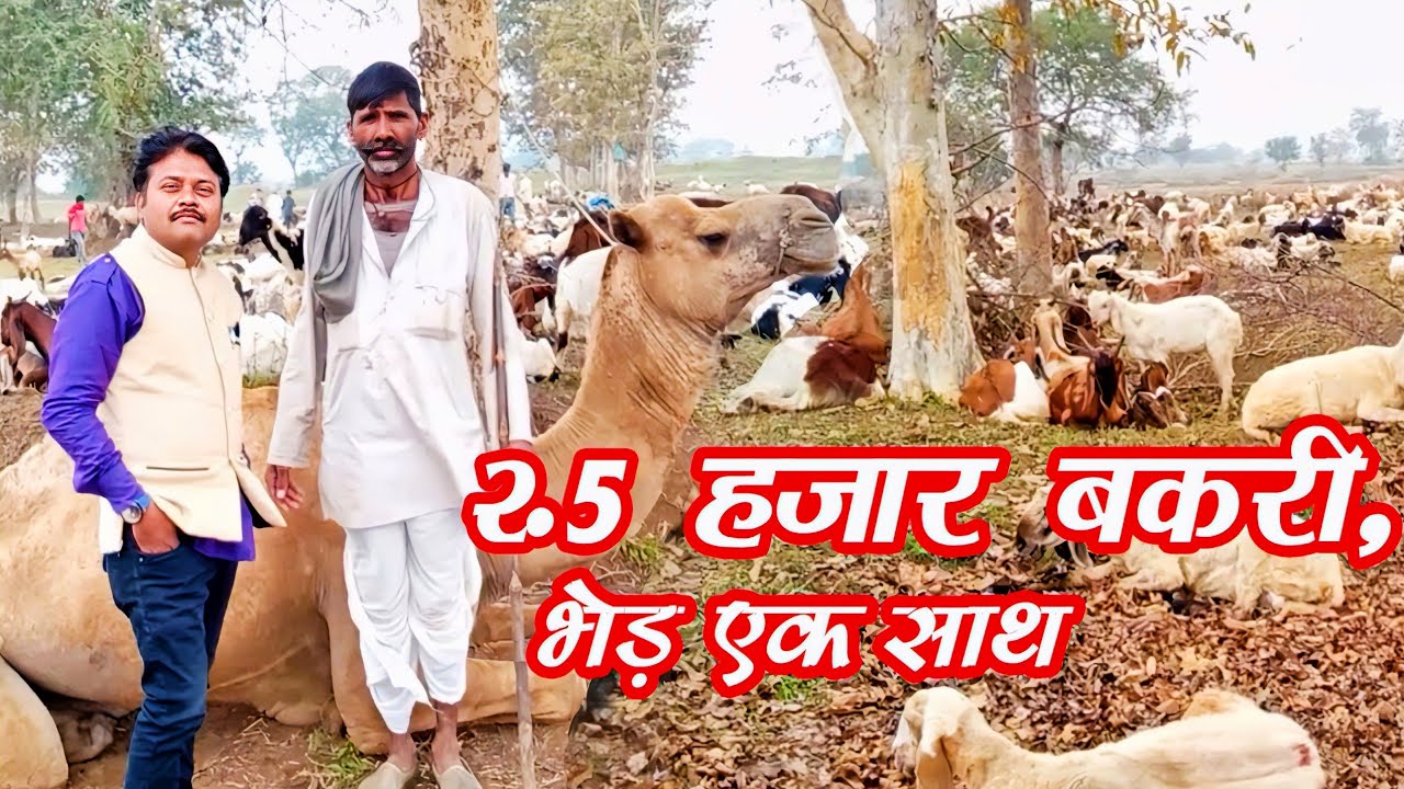 #goatfarm #bakripalan । 2.5 हजार बकरी ,भेड़ एक साथ ,‌ 2.5 thousands bakri ,Bhed ,sheep ek sath