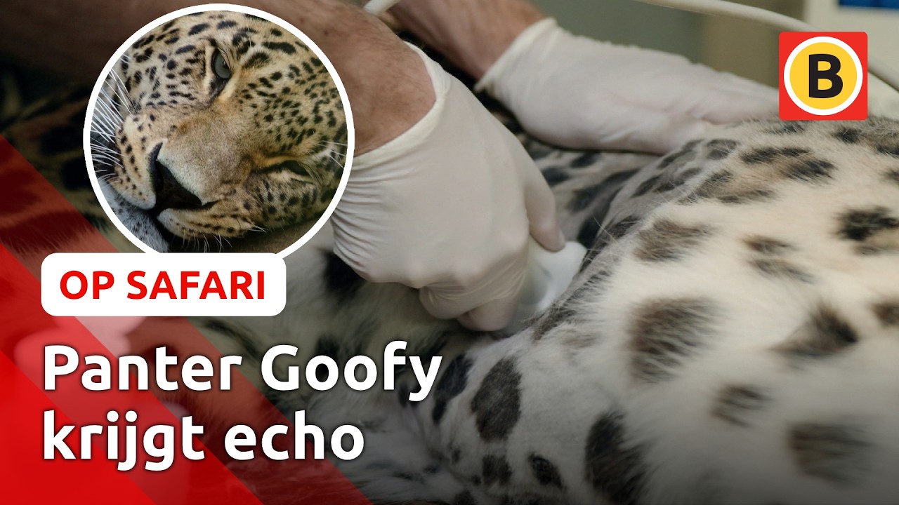 Dit zie je niet aankomen! 😱 | Op Safari #2
