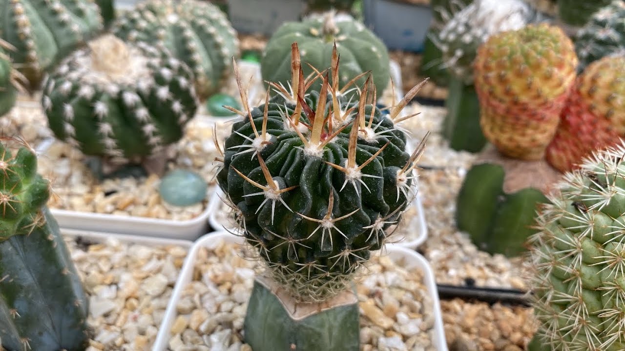 Mostrando algumas flores e novos enxertos fofinhos 🥰
