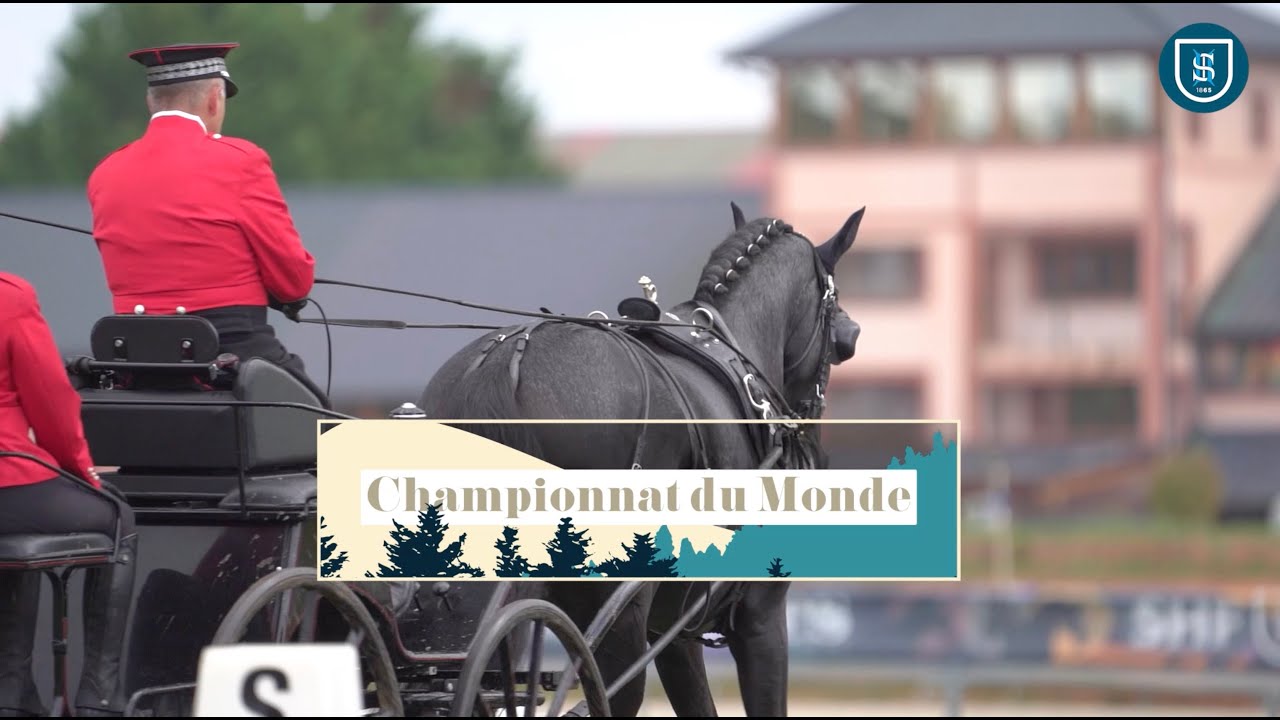 Attelage 2024 - Championnat du monde avec IDROMEL NOIR*IFCE et FabriceMartin