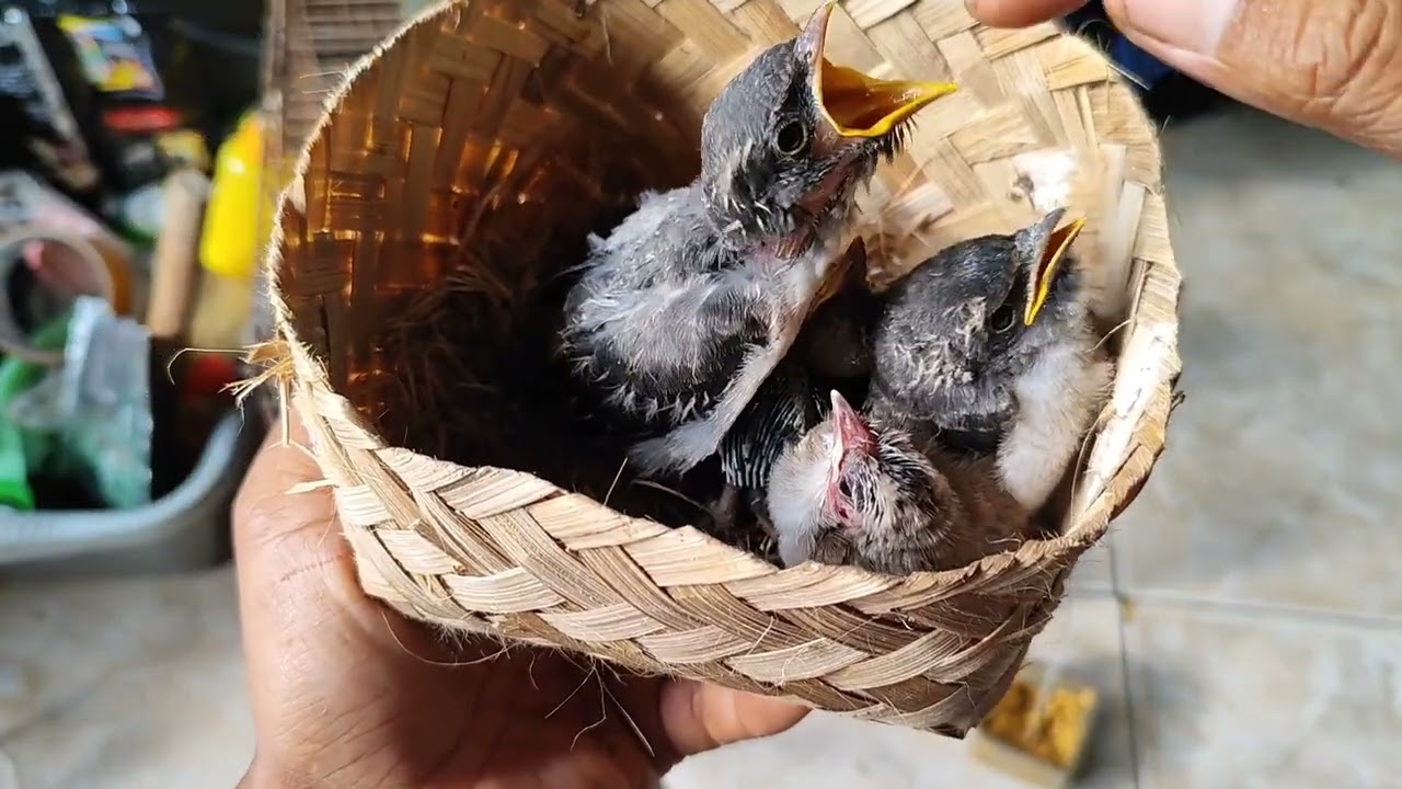 Merawat anak lolohan Burung SRI GUNTING HITAM