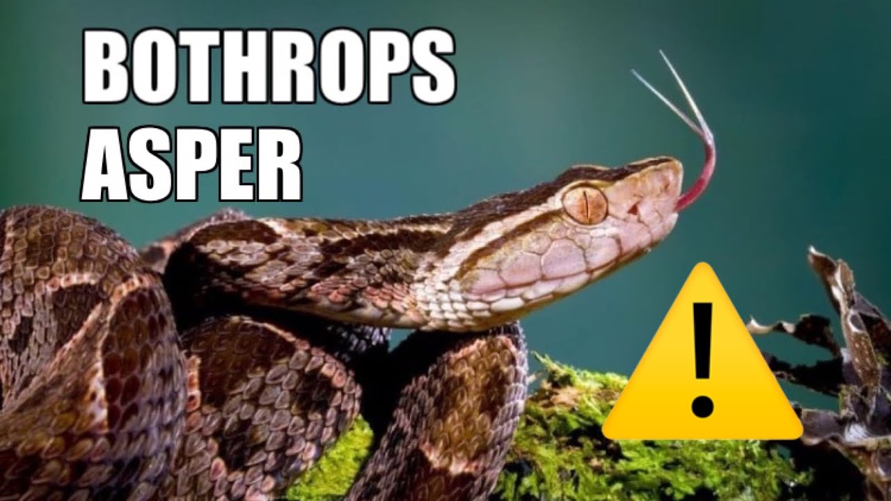 Animales mas peligrosos de Guatemala - Barba Amarilla (Bothrops Asper)