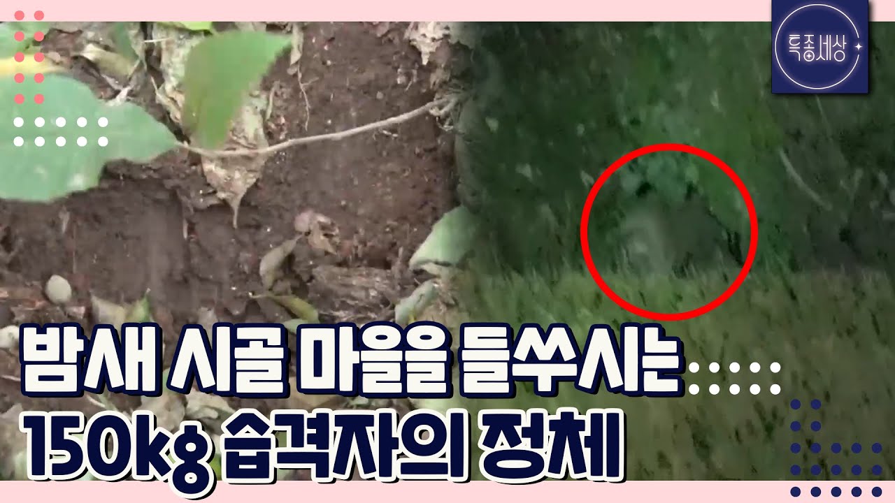 [FULL영상] 밤새 시골 마을을 들쑤시는 150kg 습격자의 정체는?!