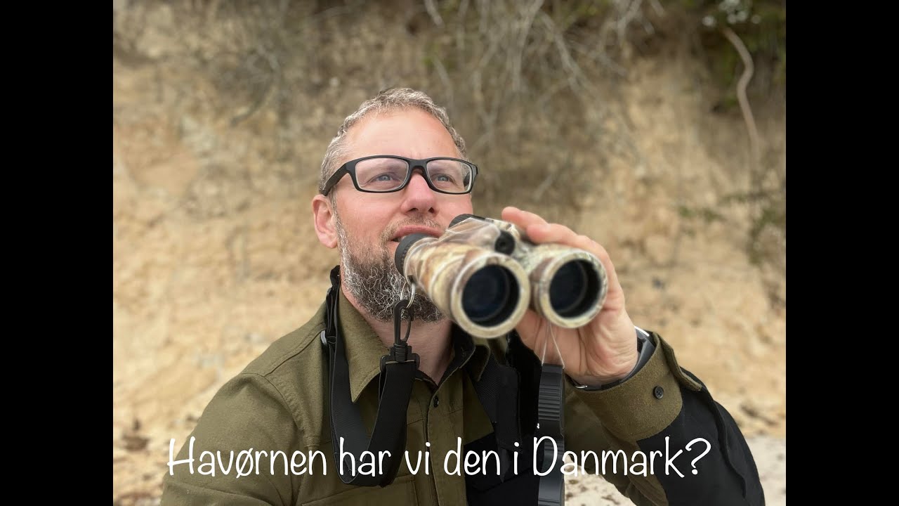 Havørnen har Vi den i Danmark?