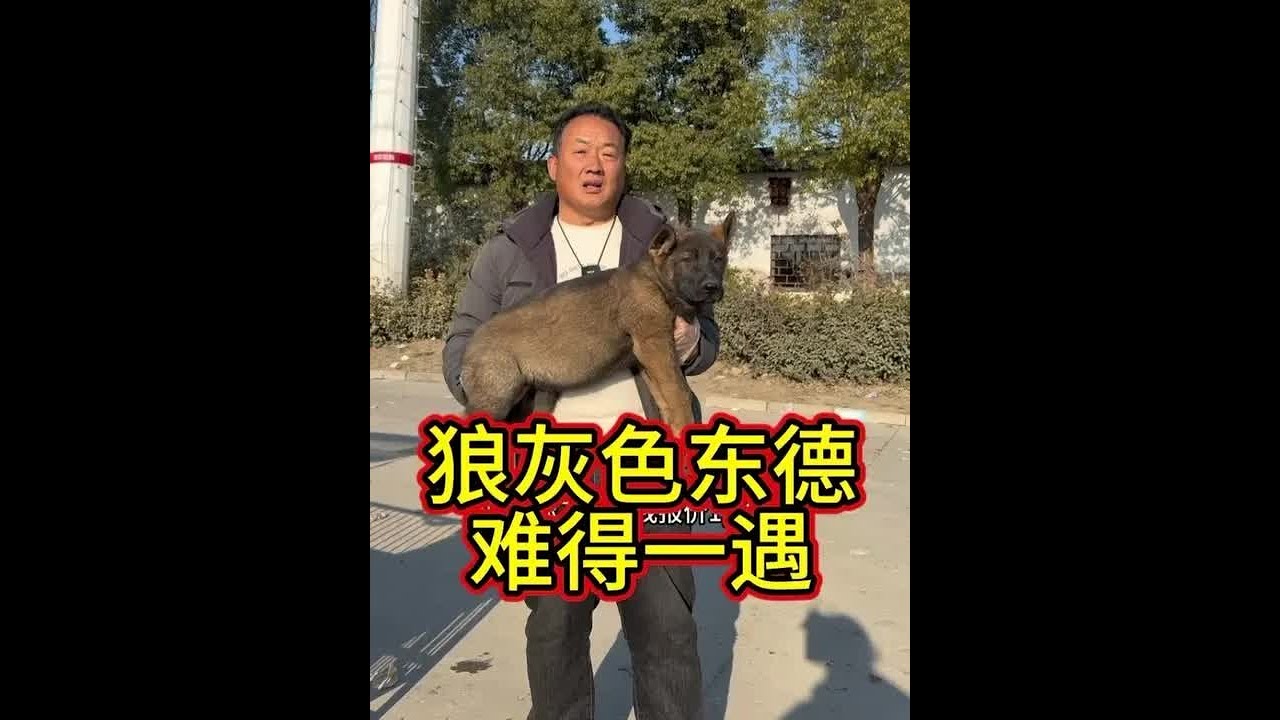 狼灰色色东德德,   活体当面看看清 当面检测