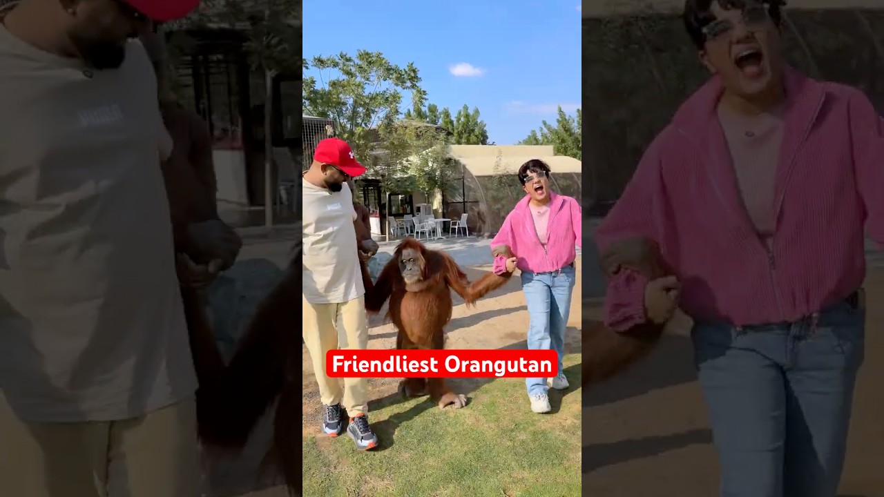 Umm Al Quwain Zoo: Meet the friendliest orangutans