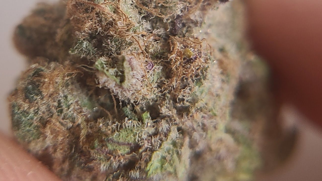 Strain Analysis: Black Cherry Punch
