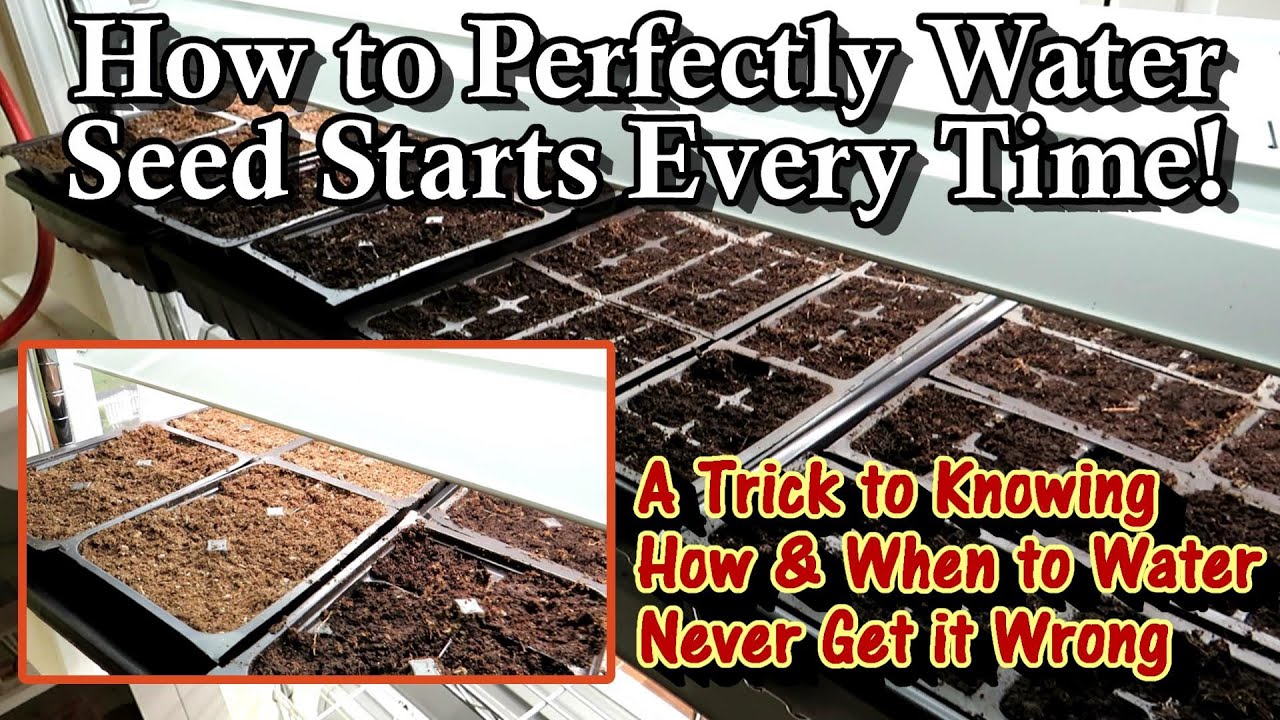 How to Know When Your Indoor Seed Starts Need to be Watered & How to Water Them Perfectly Every Time