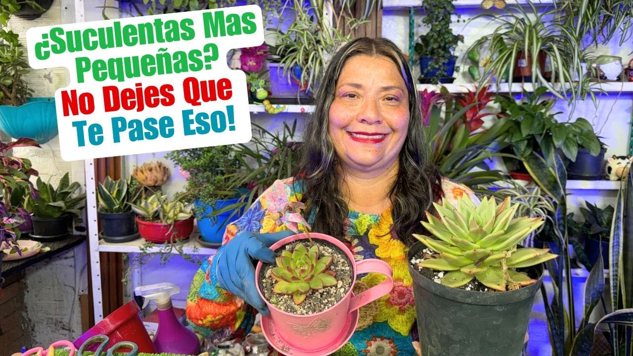 No Dejes Que Tu Suculenta Se Vuelva Pequeña Con Este Truco