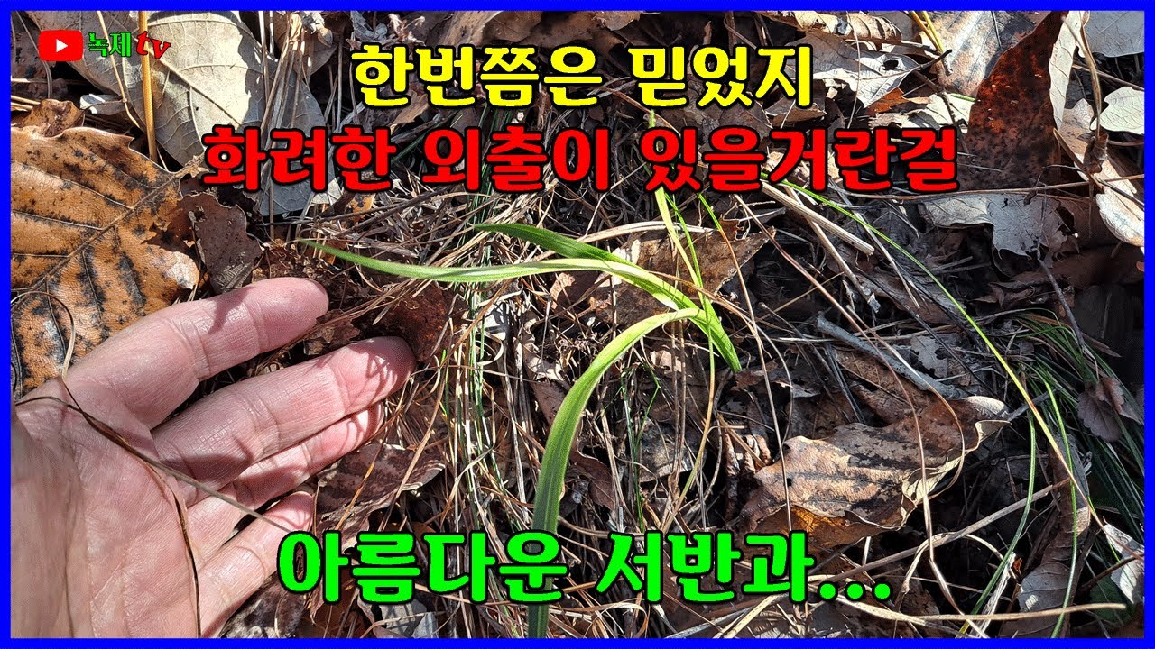 화려한 서반과 산반을 만났습니다.