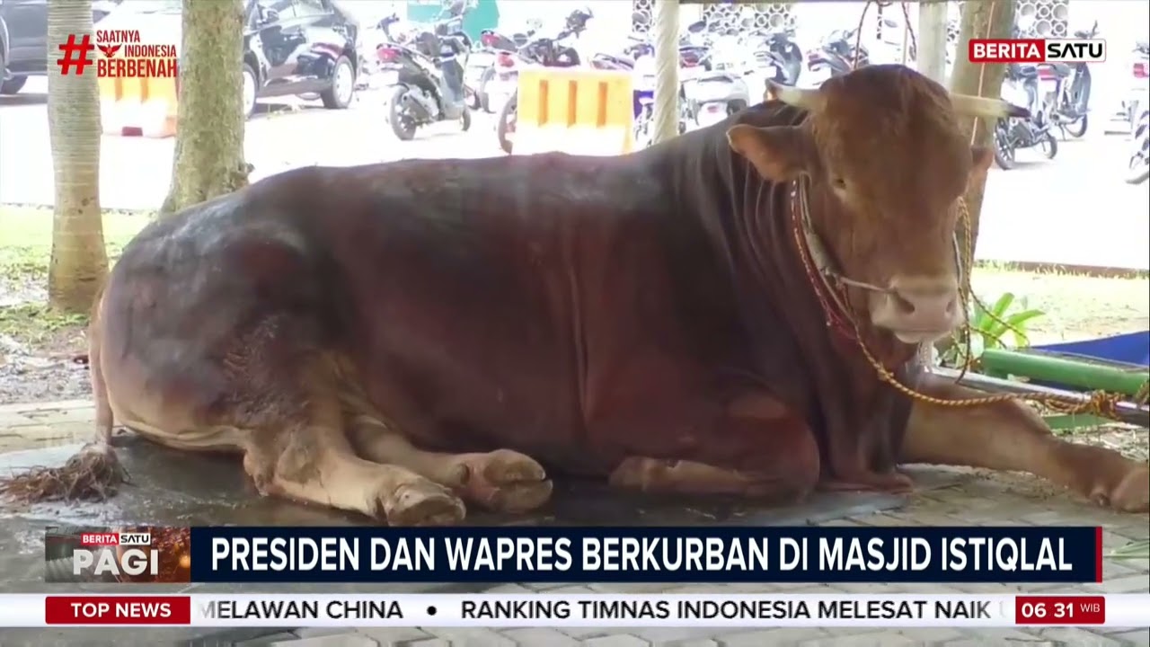 Presiden dan Wapres Kurban Sapi di Masjid Istiqlal #Beritasatu