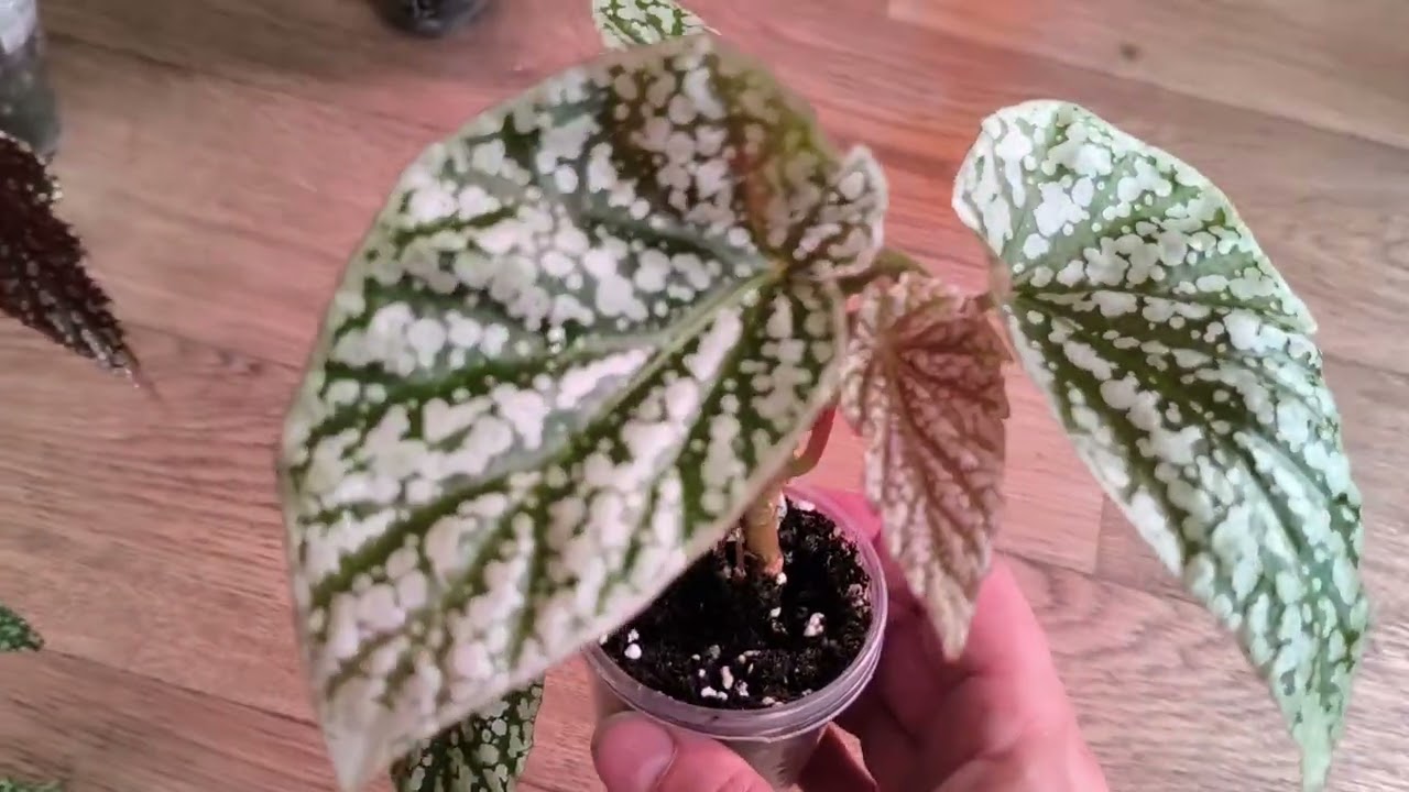 Незапланированный обзор растений 🤭Кейн бегонии, аглоанемы, сциндапсусы и др.☘️☘️ #комнатныерастения 