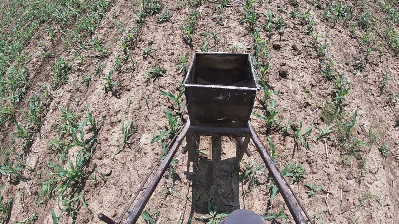 Bacanje đubriva po kukuruzu ručno pravljenim kolicima-2021.