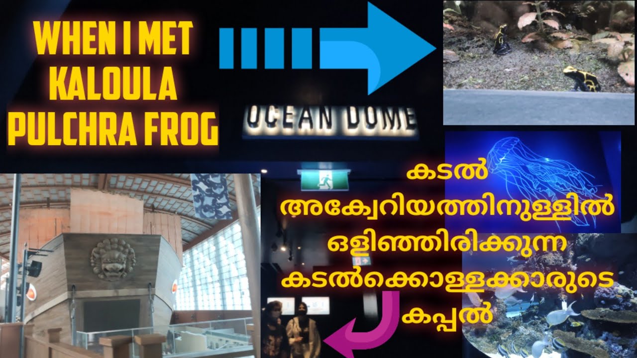 ഞാൻ കലൗല പുൽച്ര തവളയെ കണ്ടുമുട്ടിയപ്പോൾ/Sea aquarium Singapore / Resort World Sentosa/ Part 02