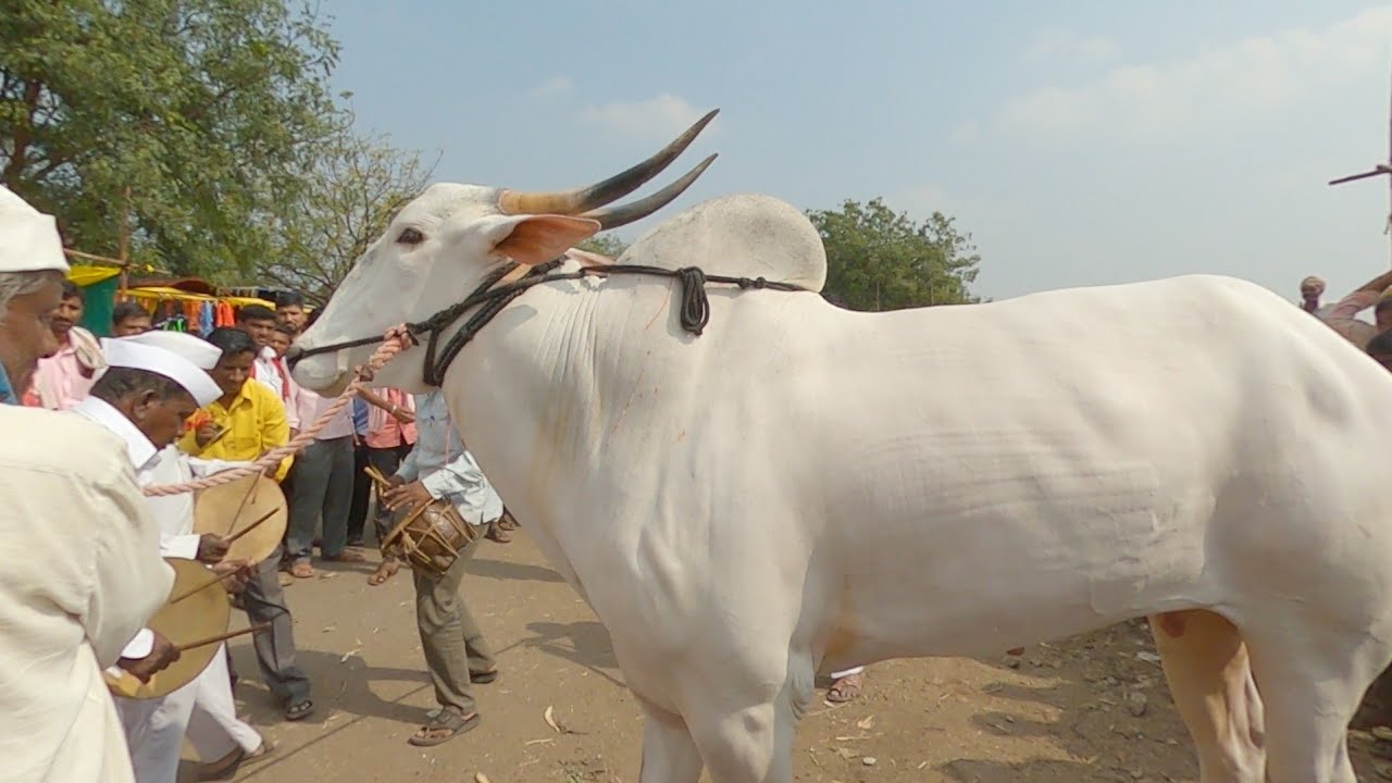 White gold Khillari bull Sonya cost 12 lakhs