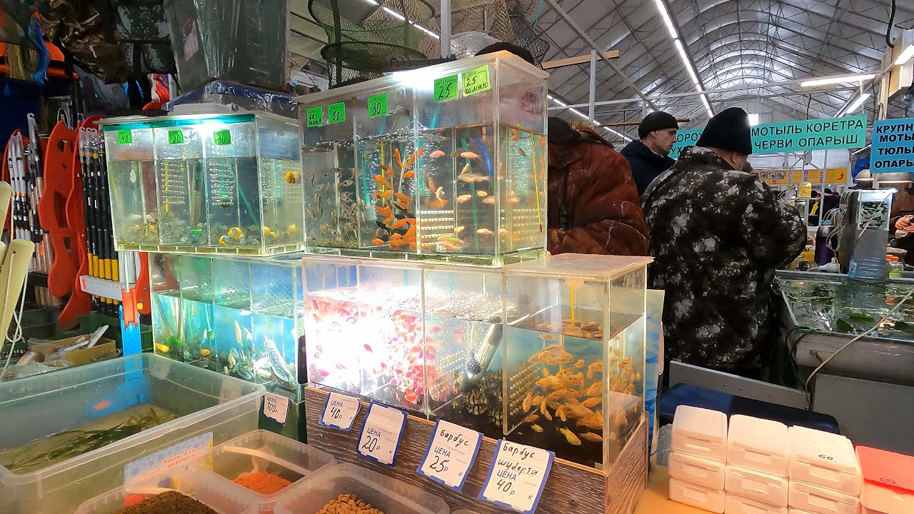 Ассортимент птичьего рынка г. Самара 25 февраля 2023г.