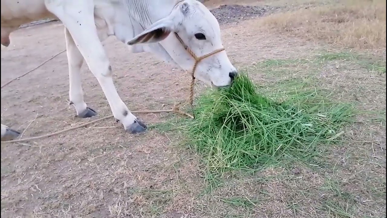 PANO MALAMAN KONG MAY LAHI ANG NABILING BAKA#BUHAYPROBINSYA