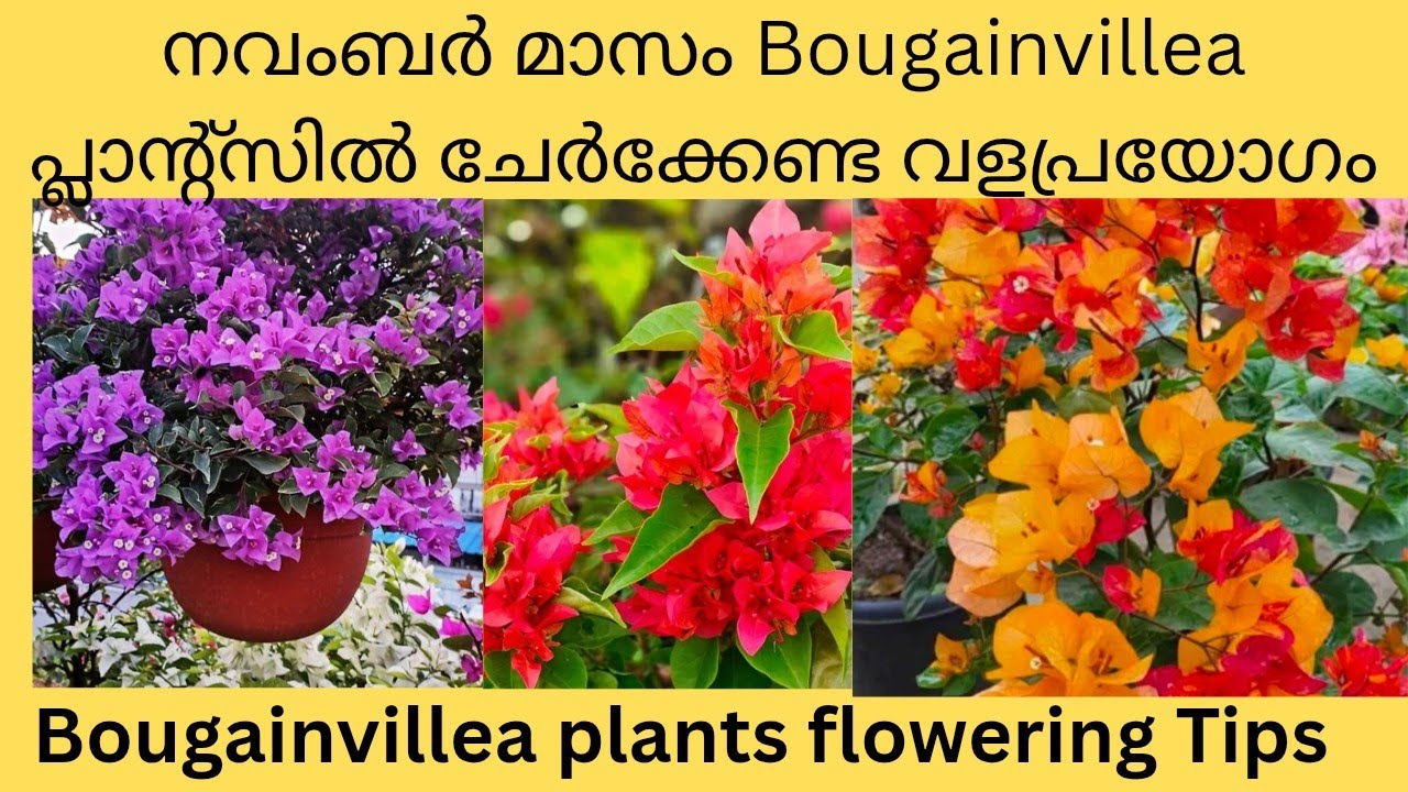 നവംബർ മാസം Bougainvillea plants ൽ കൊടുക്കേണ്ട വളപ്രയോഗം 