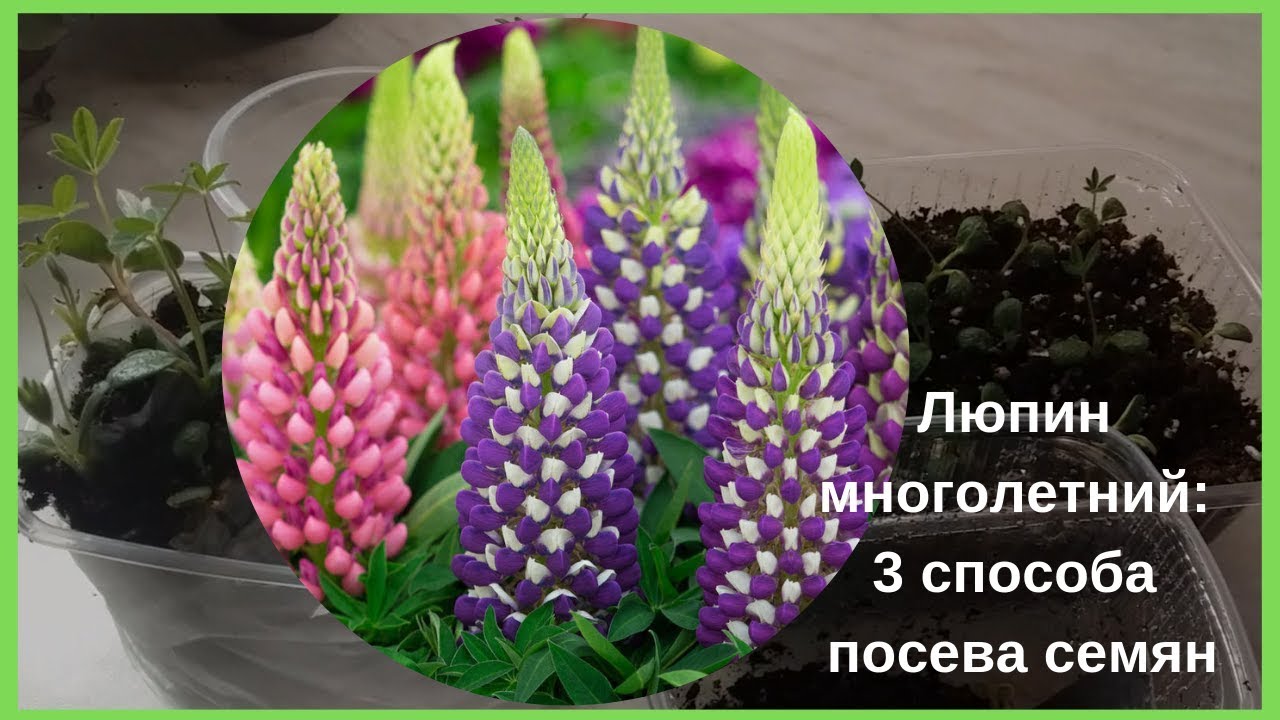 Люпин многолетний: 3 способа посева семян.