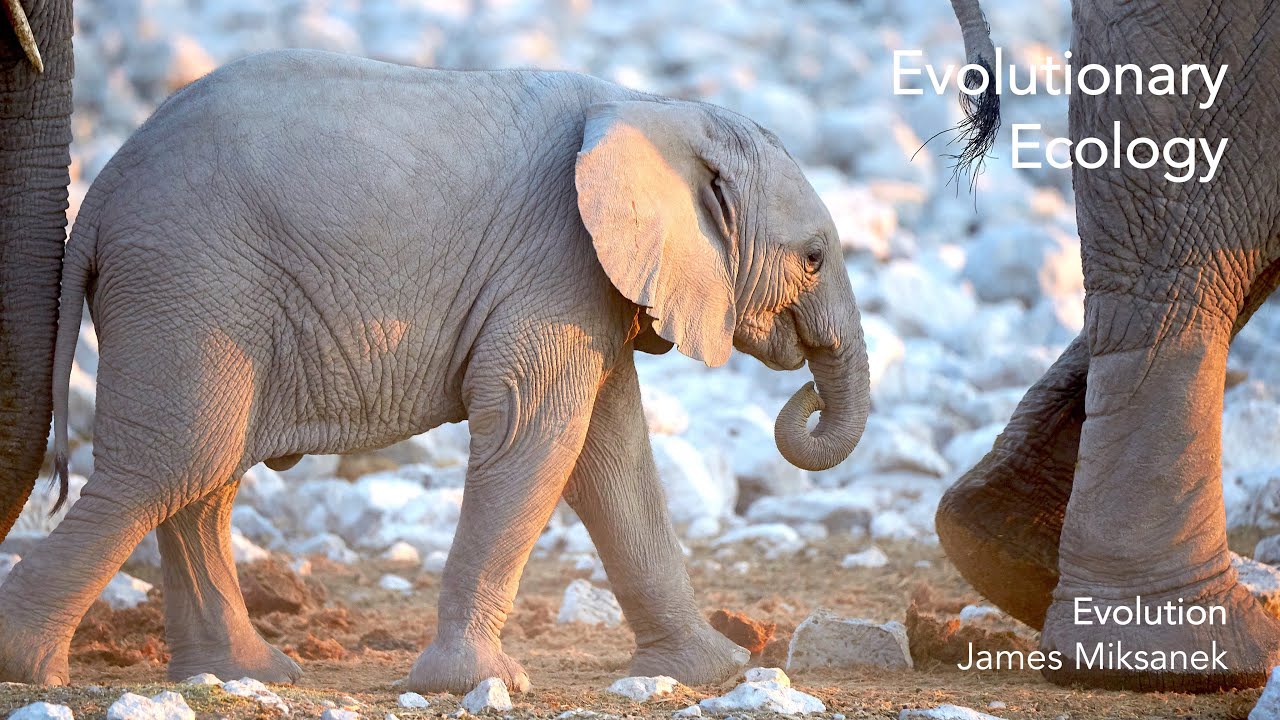 Evolutionary Ecology