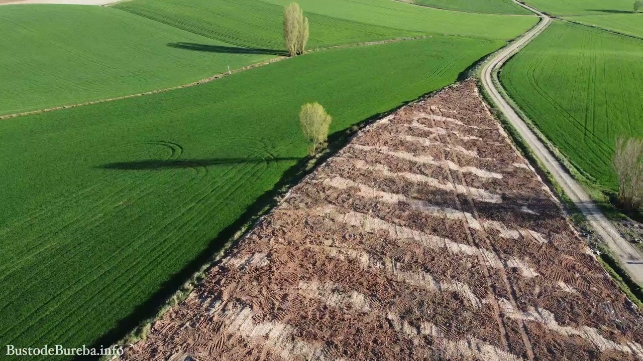 Plantación de Chopera en Busto de Bureba