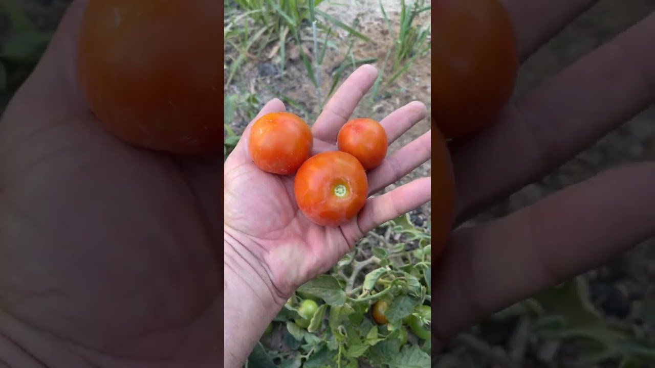 ٢٤ فبراير، ٢٠٢٦
