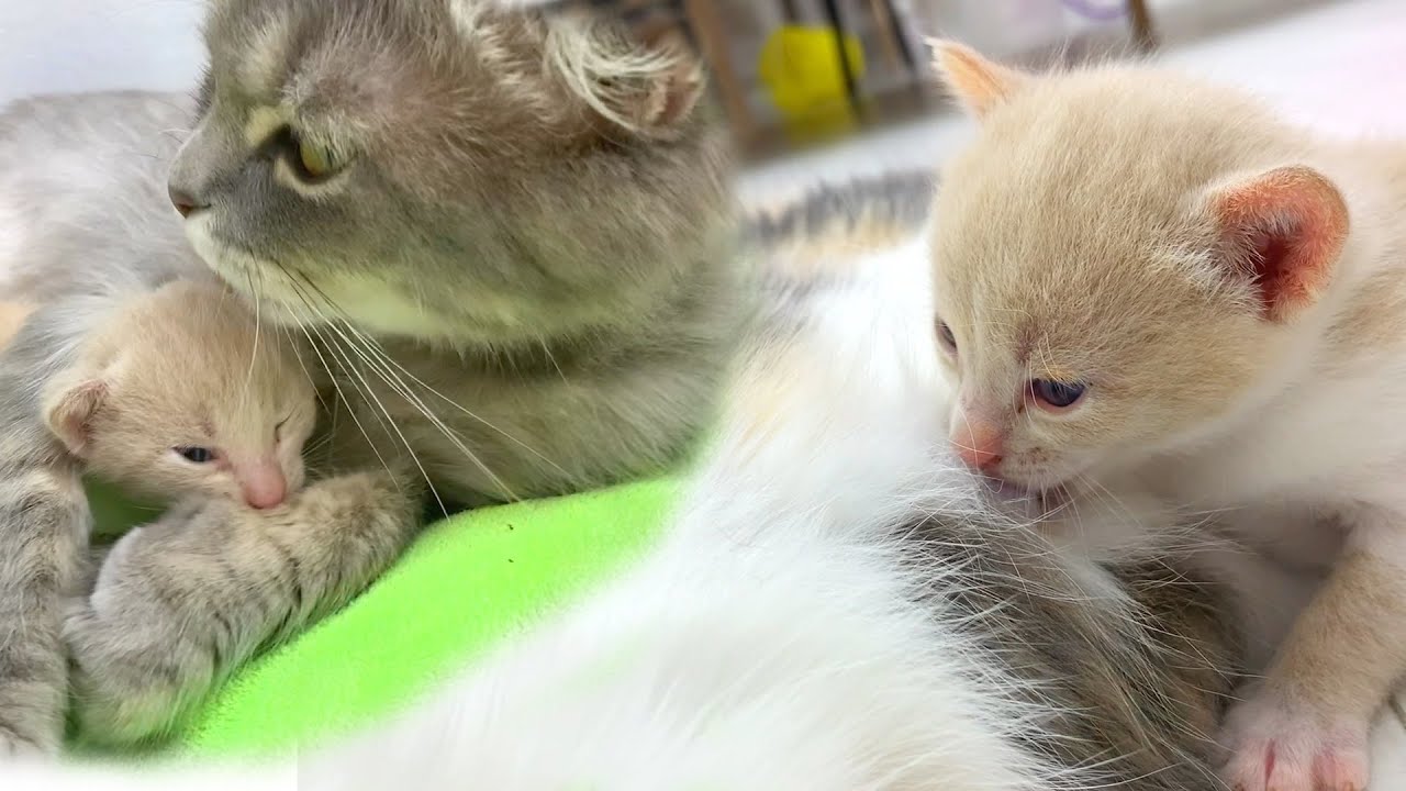 Храбрый котёнок Бобби ищет свою пропавшую маму-кошку