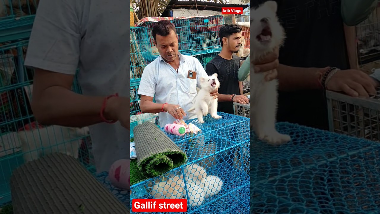 galiff street pet market | dog market Kolkata #shrots #dog #petmarket #galiffstreet