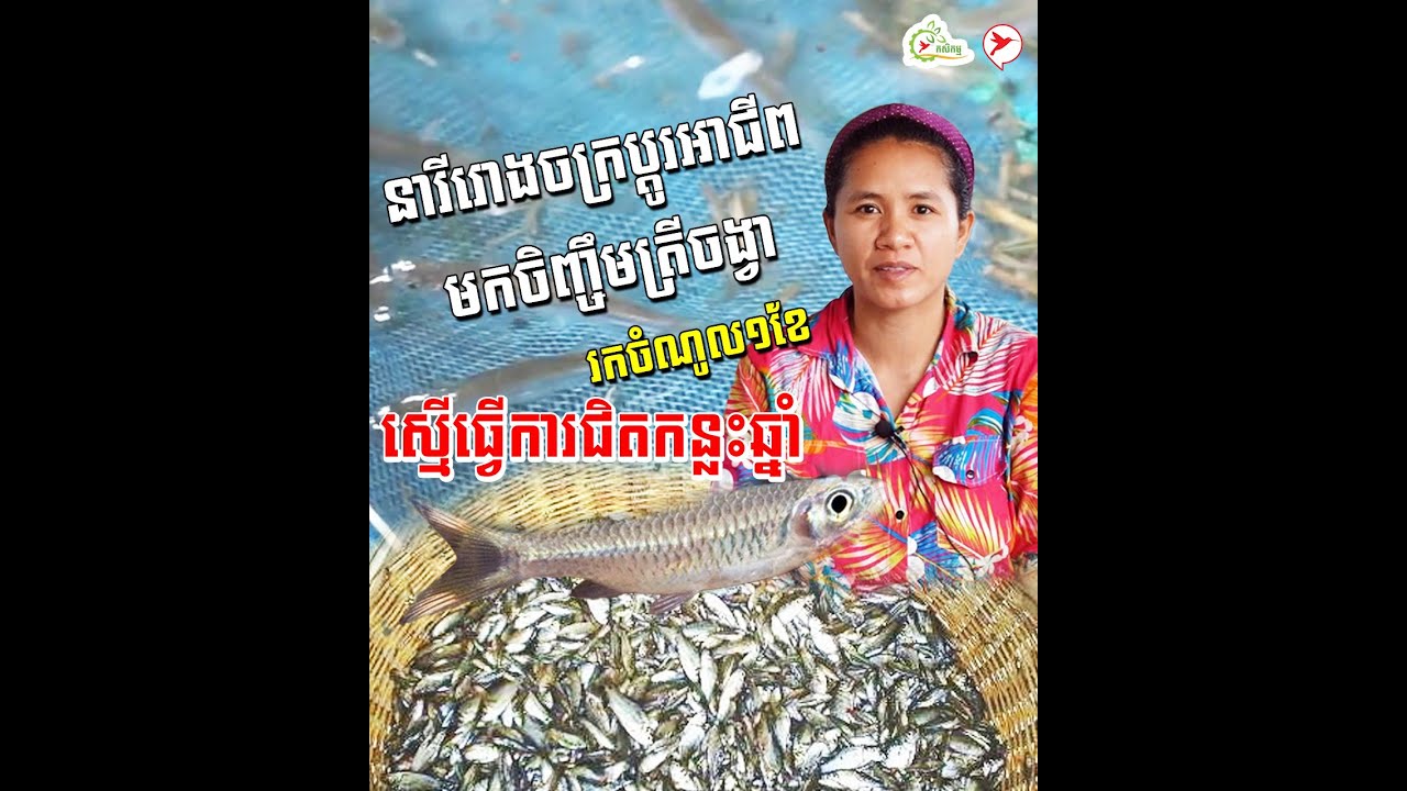 នារីរោងចក្រប្ដូរអាជីពមកចិញ្ចឹមត្រីចង្វា រកចំណូល១ខែ ស្មើធ្វើការជិតកន្លះឆ្នាំ | កម្មវិធីកសិកម្ម