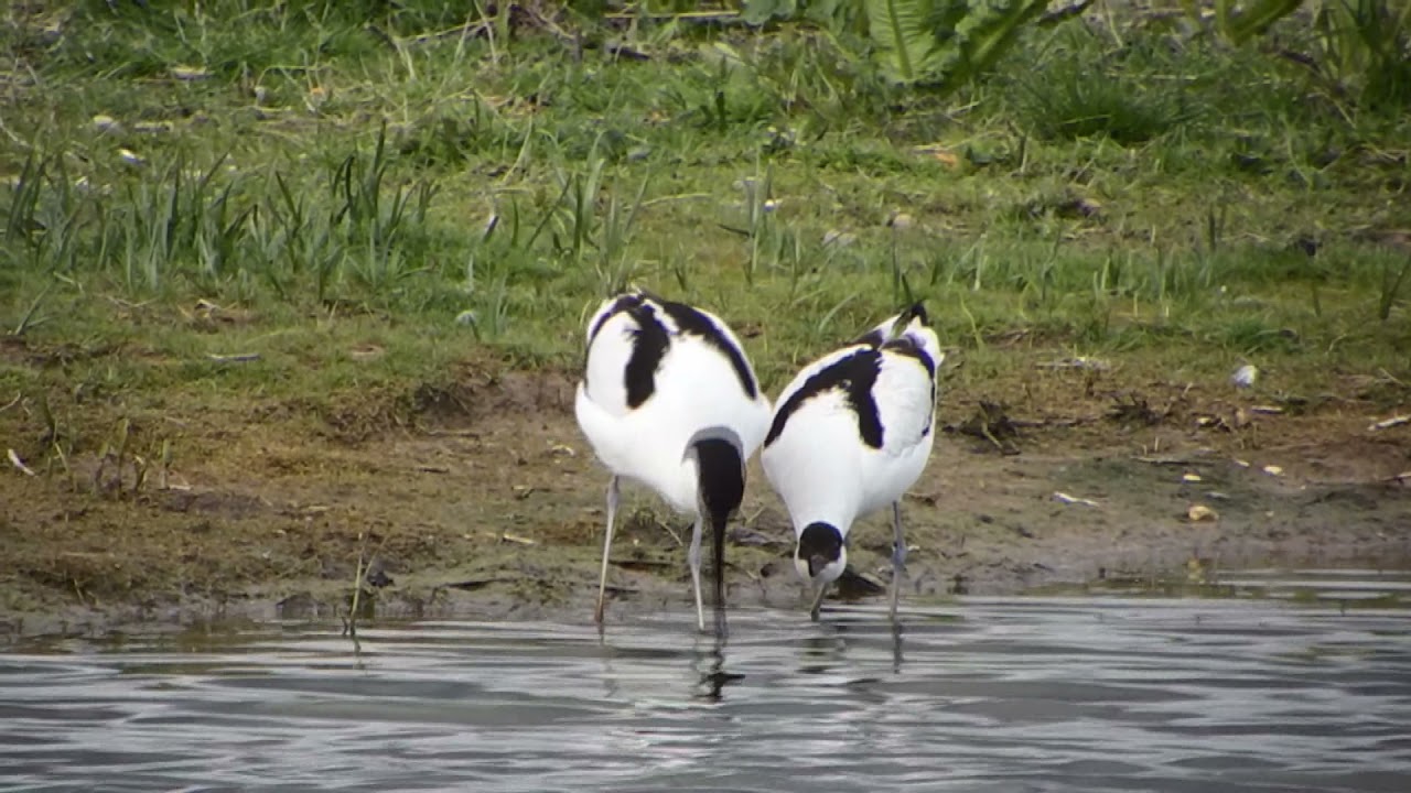 mating avocets