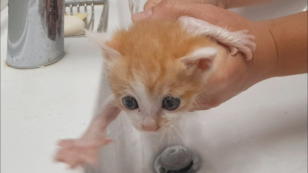 스트릿 출신 유기묘 새끼고양이 금강이의 묘생 첫 목욕하기