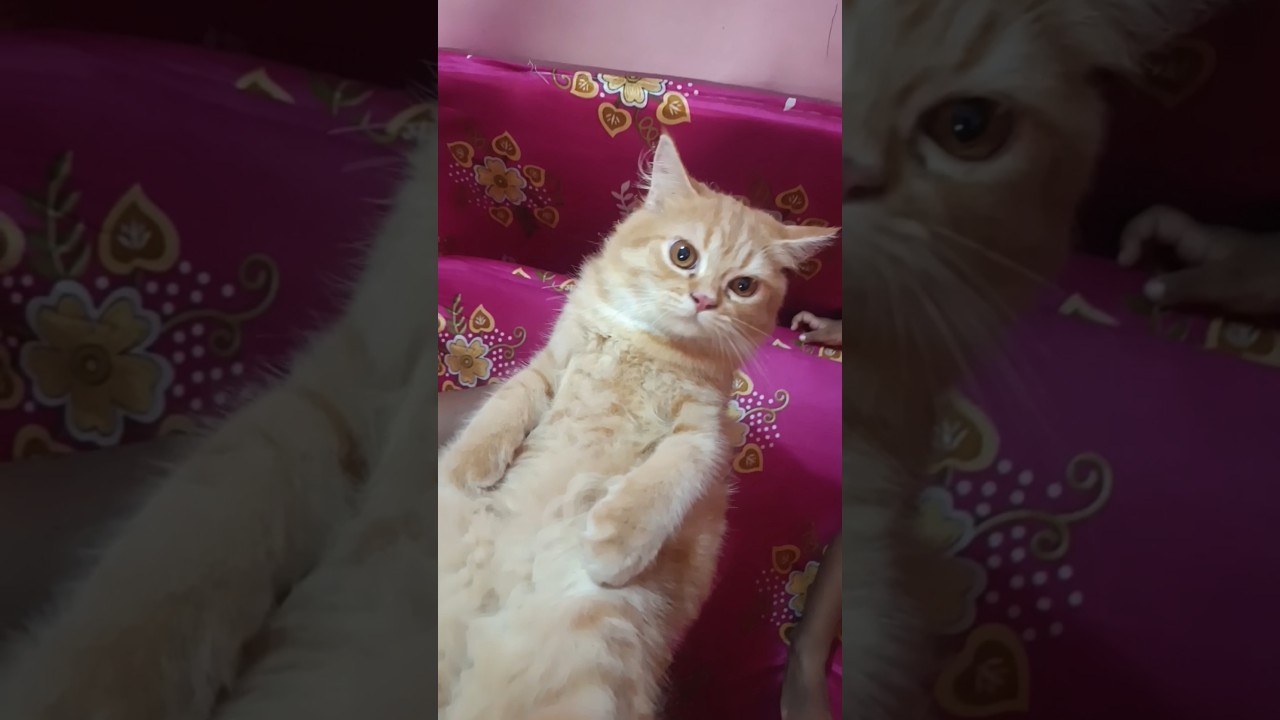 cat sound പൂച്ച കുട്ടികൾ
