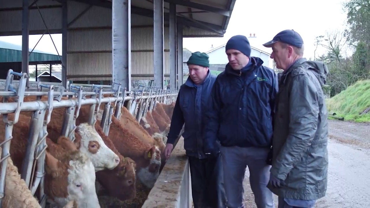 Edward  O'Malley, Suckler beef farmer, Ardee, Co Louth