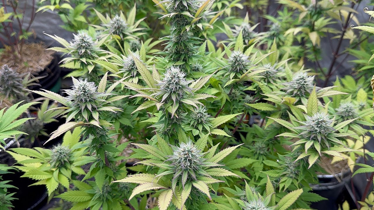 One Day after Monster Bloom and Feeding Week 5 White Widow Northern Lights Pineapple Express Rasta