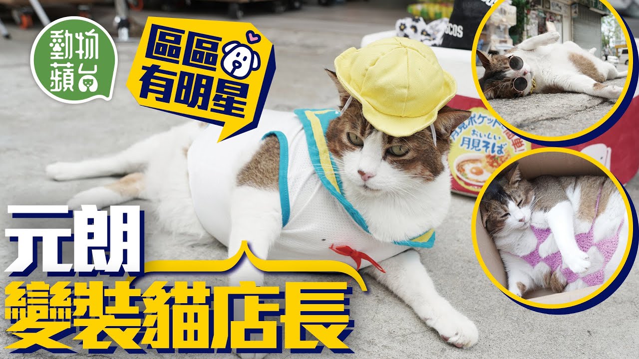 元朗貓店長｜比堅尼肥貓吸引粉絲跨區朝聖 每日反肚攤路邊討街坊拍屁股 #區區有明星 #動物蘋台─果籽 香港 Apple Daily─原刊日期：20210514