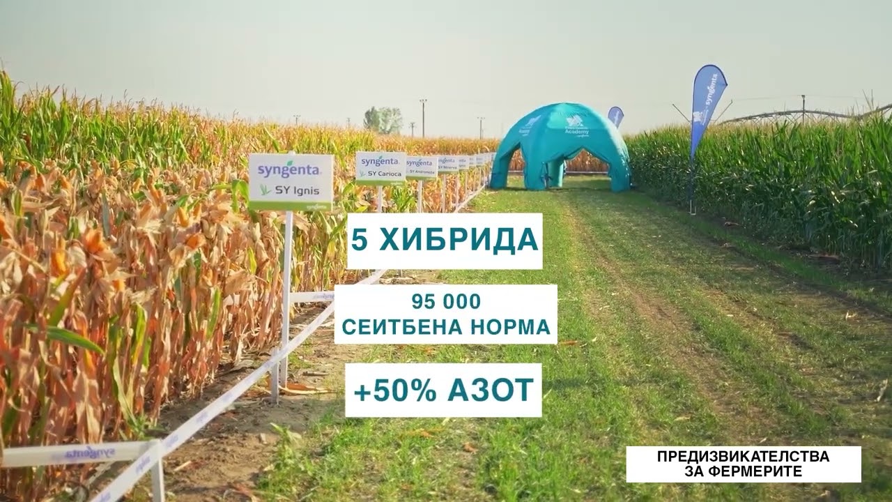 Академия - Семена Царевица Syngenta