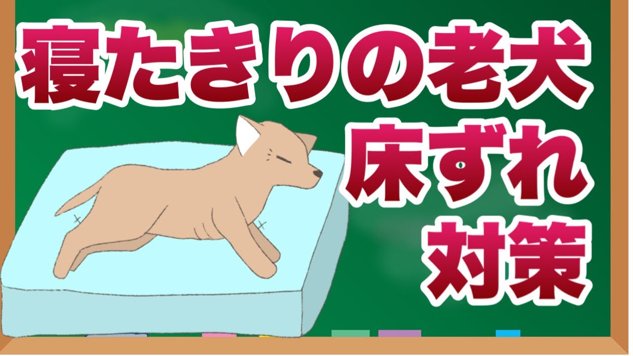 寝たきりの老犬床ずれ対策【獣医師解説】