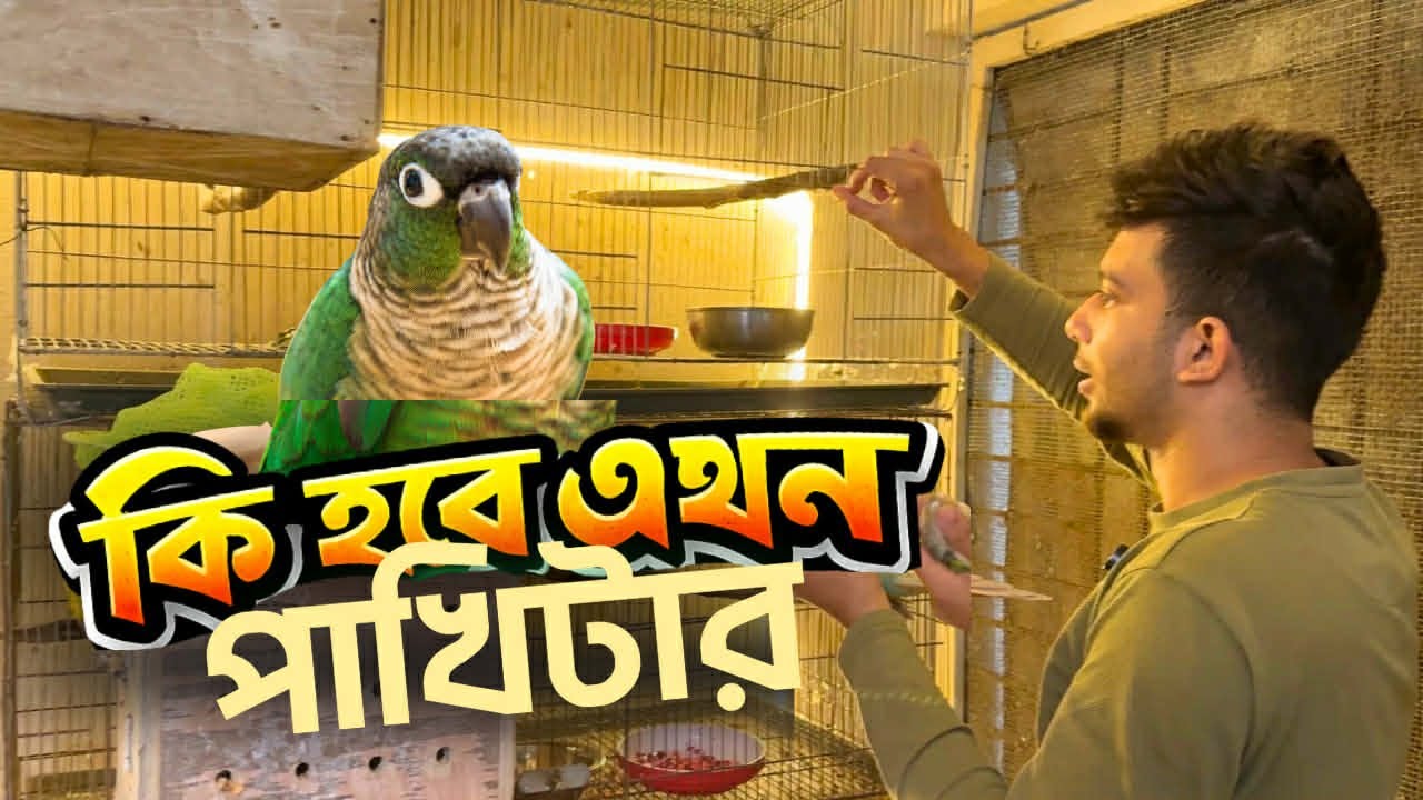 আমার নিল পাখিটা হঠাৎ চুপ করে বসে আছে 🥲 চলেন দেখি কি হলো ওর 🥹 #birdsvalley #bdbirds
