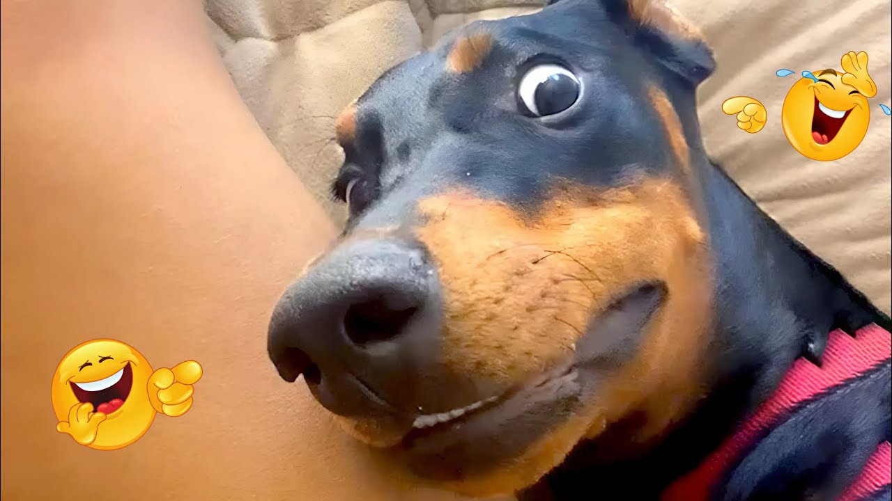 When a Dog Goes Full Goofy Mode 😂🤣 Funniest Dog Moments Ever