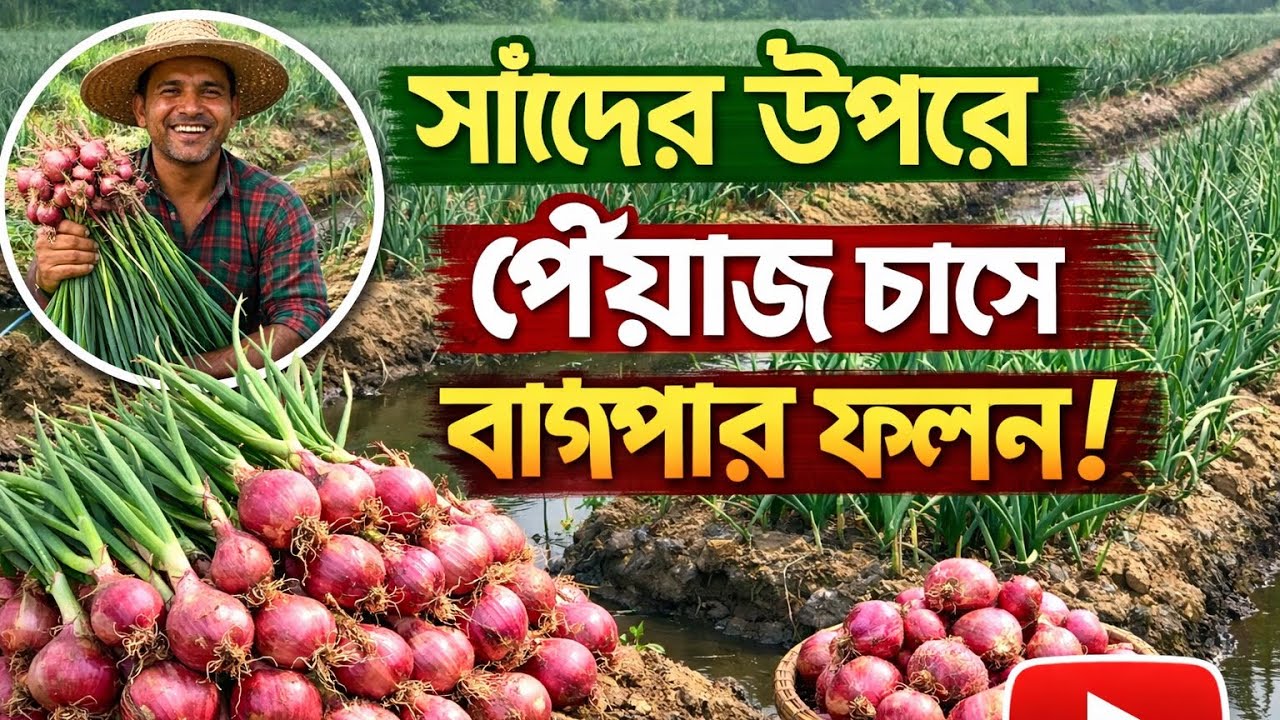 ছাদের উপর পেয়াজ 🧅 চাষের বাম্পার ফলন 